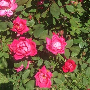 Meet your Posher, Kaylyn